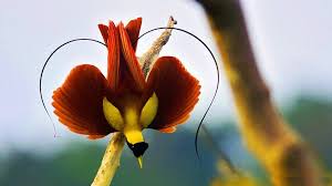 Birds Of Paradise Wallpaper Hd Red Bird Of Paradise Beautiful Birds Bird Pictures Tropical Birds