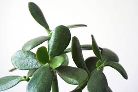 Image result for Crassula lanceolata