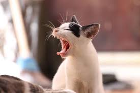 Females yowl when in heat, and males yowl. Why Does My Cat Yowl At Night Cat In The Box Llc
