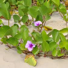 Image result for Ipomoea pes-caprae