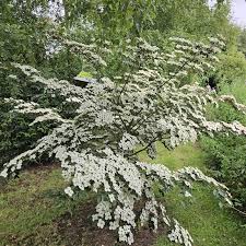 Image result for Cornus