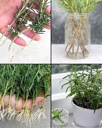Image result for rosemary cuttings