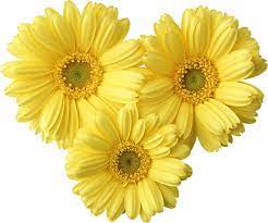 Yellow Gerbers Daisy Png Picture Flowers Trees To Plant Yellow Aesthetic