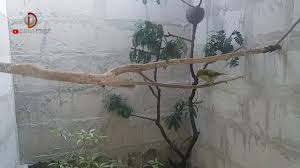 Membuat kandang aviary minimalis isi 3macam burung kecil ada kolam ikan. Kandang Aviary Mini Isi Burung Pleci Dakun Youtube Burung