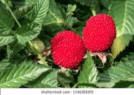 Image result for Rubus rosifolius
