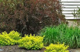 Pin By Bethany Werner On Perennial Garden Companion Planting Summer Wines Ninebark Shrub