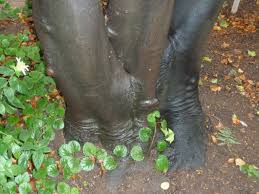 Image result for Cryptocarya woodii