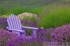 Available in many different colors and finishes, adirondack chairs fit well into any outdoor living area. Lavender Adirondack Chair Chairblog Eu