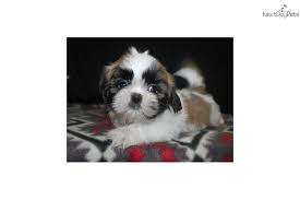 All our shih tzu are very. Shih Tzu Puppy For Sale Near Houston Texas 2099f041 Cae1
