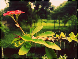 Nokia 5530 XpressMusic Auto Focus ...