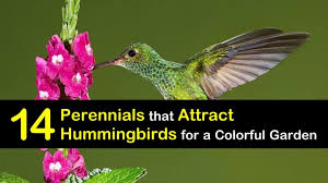 Check spelling or type a new query. 14 Perennials That Attract Hummingbirds For A Colorful Garden