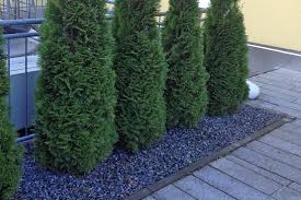 Jahrhundert muss den lebensumständen seiner nutzer gerecht werden. Pflanzen Fur Moderne Garten Native Plants