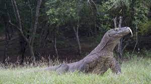 Study reveals surprising history of world's largest lizard | ANU College of Science