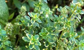 During the final weeks of flowering do not be alarmed. Thyme Plant Care In The Chef S Garden Epic Gardening