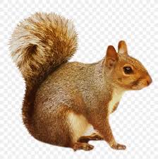 The drawing will be administered through a nonlead ammunition coupon program website that is operated by the department's agent as established under a grant agreement. Squirrel Clip Art Png 853x855px Squirrel Animal California Ground Squirrel Chipmunk Drawing Download Free
