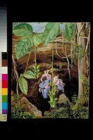 Image result for Mucuna glabrialata