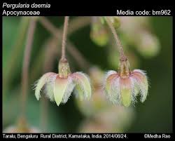 Image result for Pergularia daemia