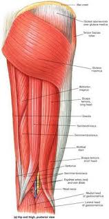 This is a table of skeletal muscles of the human anatomy. 57 Names Of Muscles Ideas Muscle Anatomy Human Anatomy And Physiology Human Anatomy