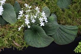 Image result for Streptocarpus solenanthus