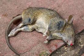 Eine rattenplage kann ein ernsthaftes problem sein. Ratten Im Haus Tote Ratte