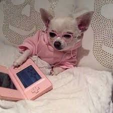 Meme Memes Chihuahua Dog Dogs Dawg Nintendo Glasses Pink Animals Cute Funny Animals Funny Animal Pictures