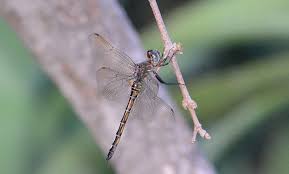 Image result for Xyris natalensis