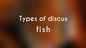 types of discus fish