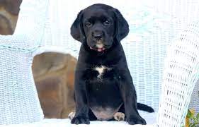 Maybe you would like to learn more about one of these? Springador Puppies For Sale Puppy Adoption Keystone Puppies