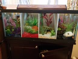 A brief how to, on keeping multiple female bettas in one tank. Diy Betta Divider