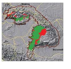 Image result for Pycreus fluminalis