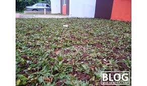 Namun, kalau mau lebih irit, sebaiknya potong bibit rumput ke dalam ukuran yang lebih kecil. Bisnis Jual Beli Rumput Gajah Mini Di Pengasinan Depok Blog Mas Hendra