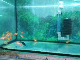 Amazon Petshop Home Facebook