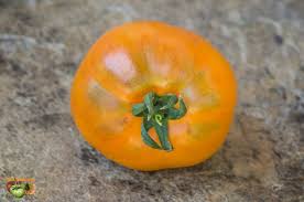 نتیجه جستجوی لغت [fleshed] در گوگل