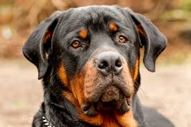 Leukoencephalomyelopathy Lemp Dna Health Testing For The Rottweiler Dog Breed Pets4homes