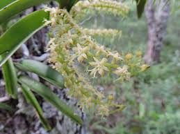 Image result for Tridactyle bicaudata