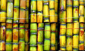 The internodes of the plant stalk are rich in the sugar sucrose, and the plants can grow to a height of two to six meters. How To Grow Sugar Cane For A Sweet Treat Epic Gardening