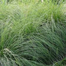 Birds are attracted to the seeds and the arching foliage provides good wildlife habitat. Buy Prairie Dropseed Sporobolus Heterolepis 10 Seeds Online Seeds Hobbyseeds Store
