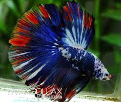 Pin By Iwan Gollax On Betta Splenden Collection Betta Fish Betta Fish Pet