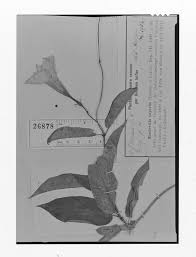 Image result for Tetradenia tanganyikae