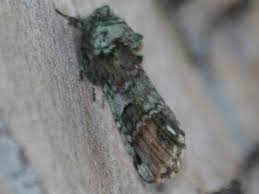 Black And White Spotted Moth Ontario Abasaruwicb Lm