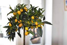 Lemon trees require lots of light 7 to 12 hours of sunlight is ideal, but it will still grow with less than ideal light, just more slowly. How To Grow Citrus Indoors Gardener S Path