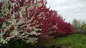 Department of agriculture plant hardiness zones 8 through 11. Covering Apple Tree Pollination Stark Bro S