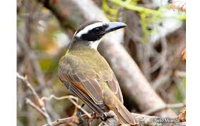 Peru aproccurma (asociacion de productores cafetaleros de la cuenca del rio marañon) fairtrade organic coffee c… august 01, 2021. Boat Billed Flycatcher Megarynchus Pitangua Peru Aves