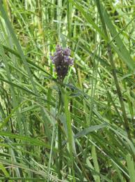 Image result for Floscopa leiothyrsa