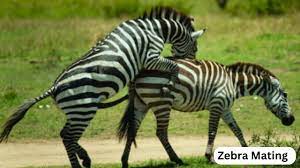 Zebra sex video