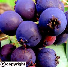 Image result for indiánská borůvka obrázek