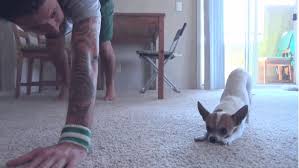 Classic Downward Facing Dog Yoga Hund Hund Und Katze Hunde