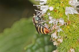 Image result for Lipotriche