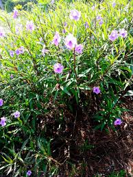 Maybe you would like to learn more about one of these? Purple Flowers On Bush Like Plants In Florida