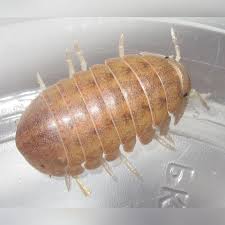 Image result for Disa brevicornis